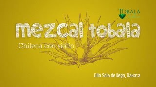 Chilena Mezcal Tobala con violín [upl. by Maillliw789]