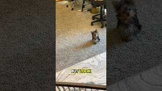 The impossible has happened to my yorkie puppy yorkies [upl. by Nesahc]