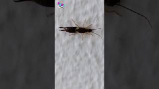 Qué Pasa con las Tijeretas ✂️ shorts earwig insectos [upl. by Shuma]