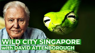 David Attenborough presents Wild City Singapore  Full Series  Free Documentary Nature [upl. by Michon]