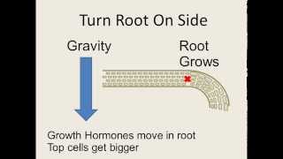 Geotropism Part 1 [upl. by Ellita]