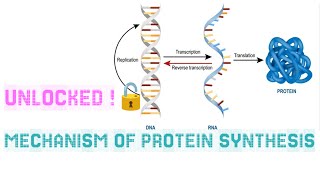 UNLOCKED  🔓 Mechanism Of Protein Synthesis  🧬 [upl. by Suertemed]