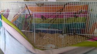 Simple enrichment for finches [upl. by Harmony]