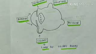 sclera  scleritis  episcleritisstaphyloma  ophthalmology  English [upl. by Letsou]