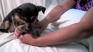 Newborn Chihuahua Puppies For Sale [upl. by Sirtemed654]