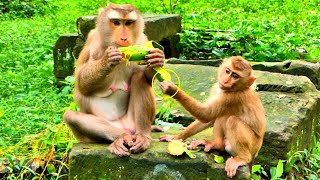 Funny Activities Baby LEO trying to grab mangoes from Mom Libby [upl. by Adiazteb554]