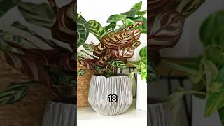 ¿Tienes una Calathea Makoyana ¡Mira esto YA para un cuidado óptimo [upl. by Eiroc]