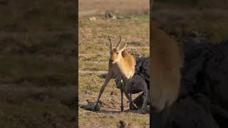 Reedbuck amp Oxpeckers shorts kenyawildlife kenyansafari africanwildanimals [upl. by Arykahs]