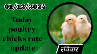 01122024 today broiler chicks rate all over Indiatoday broiler chicks pricepoultry chiken [upl. by Selfridge]