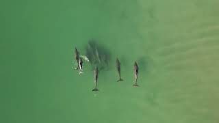 Flyin with the DolphinsPorpoises at Figure 8 Island Wilmington North Carolina 052224 [upl. by Papageno]