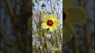 Hibiscus panduriformis Malvaceae familynature trending garden forests flower forest flowers [upl. by Terej]