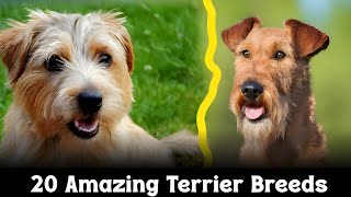 😍 20 Iconic Terrier Breeds  Amazing Terrier Breeds [upl. by Turne]