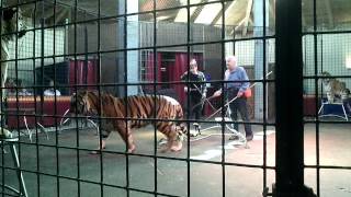 Tigershow im Tigerpark Dassow [upl. by Goldia]