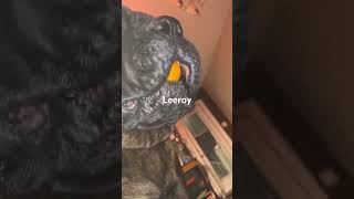 Leeroy feed viral dog [upl. by Rorrys686]