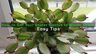 How to Get Your Easter Cactus to Bloom Again  Easy Tips [upl. by Temirf]