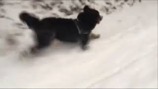 Milou Bouvier Bernois en ski de randonnée [upl. by Spanjian]