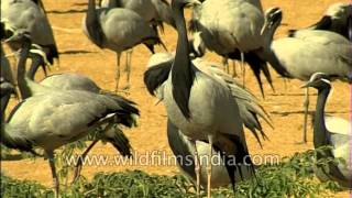 Flocks of Demoiselle Crane [upl. by Scharaga]