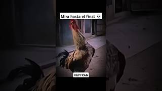 ESTE GALLO SE SALIÓ DE CONTROL 💀👀 2025 humor galloskikirikis viralshort troll [upl. by Zsazsa]