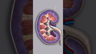 Kidney anatomy with 3d illustrations humankidney kidney kidneystructure kidneystructureampfunction [upl. by Brandwein]