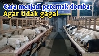 Cara beternak domba bagi pemula agar tidak gagal [upl. by Iover]