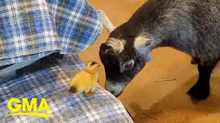 Duckling’s friendship with goats is the sweetest thing youll see all day [upl. by Hagar]