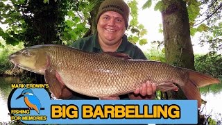 Barbel Fishing  Link legering for specimen barbel Video 70 [upl. by Otho]