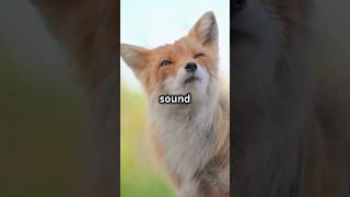 The Sound of a Fox 🦊 Surprising Vocal Tricks animalsounds [upl. by Artsa]