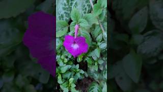 Achimenes plant  Kerala garden ideas trendingshorts youtubeshorts  shorts feed  shorts viral [upl. by Sset]