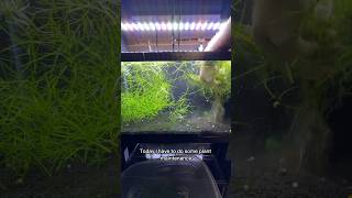 Come with me as I reset one of my Pogostemon Stellatus Octopus plant farm tanks [upl. by Bryant562]