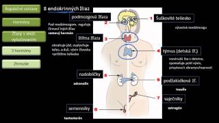 Biológia  Hormonálna sústava [upl. by Uok]