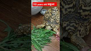 110 years old Tortoise कछुआ amazing [upl. by Adelaide]