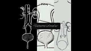 Audio SubliminalSistema Urinario Sano [upl. by Elon]