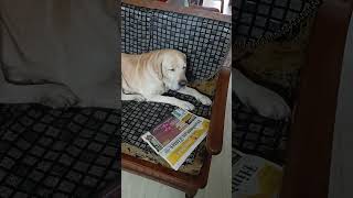 Attitude ki spelling nahin aati funnyvideo doglover pets labrador tigerdog 😀😀😀❤️❤️❤️ [upl. by Ancilin639]