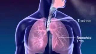 Respiration 3D Medical Animationwmv [upl. by Ciryl]