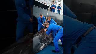 Heroes of the sea save critically injured humpback whale from death [upl. by Mansoor]