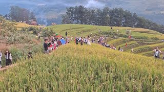 Muong Ngua terraced fields in Mu Cang Chai Yen Bai September 28 2024 [upl. by Naellij]