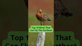 Top 10 Birds with the Longest Flight Ranges [upl. by Sexela]