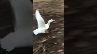 Pekin duck flying with a White duclair duck following not to far behind [upl. by Nho773]