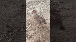 indian grey francolin voice titer ke awaj teetar ka boli shorts [upl. by Sande]