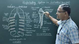 Respiratory organ in Scoliodon Dog fish [upl. by Eednyl655]