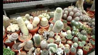 Dutch Cactus Nursery [upl. by Sproul]