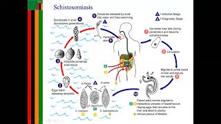 schistosomiasis LIFE CYCLE [upl. by Atled]