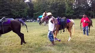 New Boston Horse Show 2017 Best Mare [upl. by Bolger99]