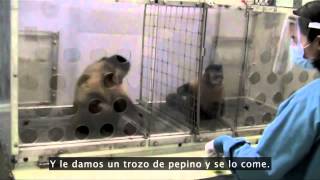 Frans de Waal ¿Los animales tienen sentido de moralidad [upl. by Kcirtap]