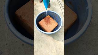 cocopeat ready in 10 minutes cocopeat ready block gardening plants [upl. by Esdras]