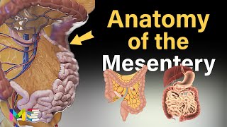 MESENTERY ANATOMY A Recently Discovered Human Organ [upl. by Bonina]