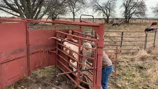 Pregnancy Testing Our Fall Longhorn Cattle [upl. by Nehgem]