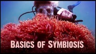 Symbiosis Mutualism Commensalism and Parasitism [upl. by Aneerol]