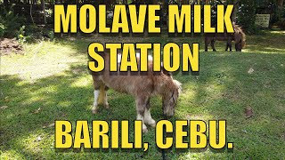 Molave Milk Station Barili Cebu [upl. by Druci]