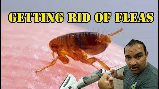 How to get rid of fleas in your home [upl. by Bocock]